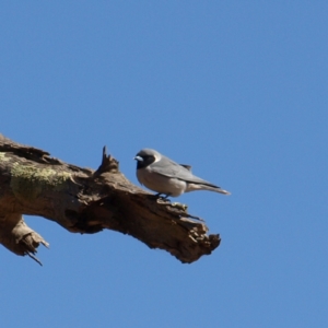 Artamus personatus at Rankins Springs, NSW - 29 Sep 2018 10:42 AM