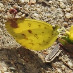 Eurema hecabe at Airlie Beach, QLD - 28 Aug 2024 by JohnBundock