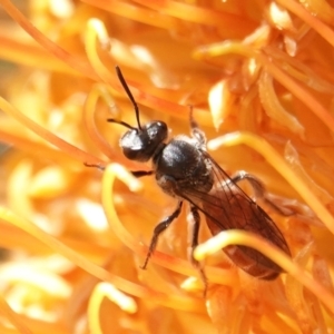 Lasioglossum (Parasphecodes) sp. (genus & subgenus) at Hall, ACT - 5 Sep 2024