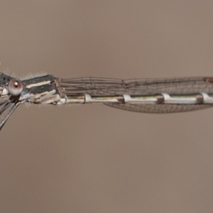 Austrolestes leda at Hall, ACT - 4 Sep 2024 01:52 PM