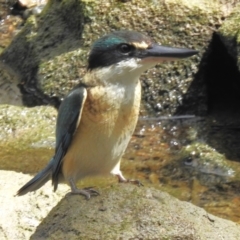 Todiramphus sanctus (Sacred Kingfisher) at Airlie Beach, QLD - 28 Aug 2024 by JohnBundock