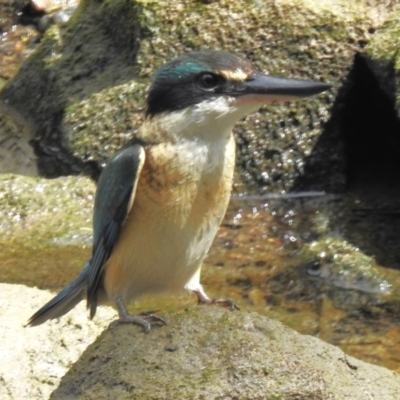 Todiramphus sanctus (Sacred Kingfisher) at Airlie Beach, QLD - 28 Aug 2024 by JohnBundock