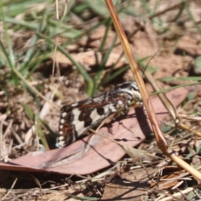 Apina callisto (Pasture Day Moth) at Watson, ACT - 16 Apr 2024 by HappyWanderer