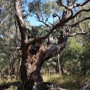 Eucalyptus bridgesiana at Watson, ACT - 16 Apr 2024 10:58 AM