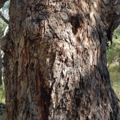 Eucalyptus bridgesiana at Watson, ACT - 16 Apr 2024