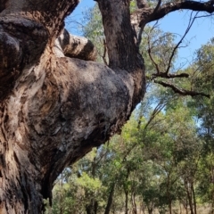 Eucalyptus bridgesiana at Watson, ACT - 16 Apr 2024