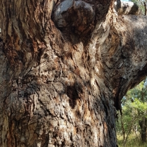 Eucalyptus bridgesiana at Watson, ACT - 16 Apr 2024