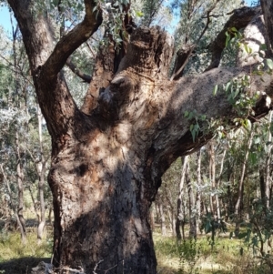 Eucalyptus bridgesiana at Watson, ACT - 16 Apr 2024 10:58 AM