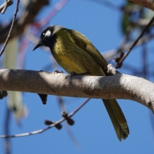 Nesoptilotis leucotis at Hall, ACT - 4 Sep 2024