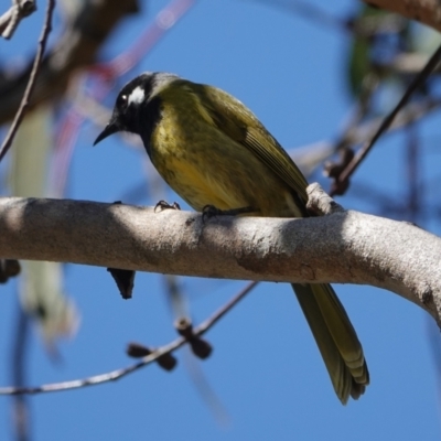 Nesoptilotis leucotis (White-eared Honeyeater) at Hall, ACT - 4 Sep 2024 by Anna123