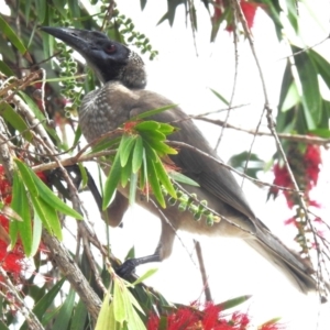 Philemon buceroides at Airlie Beach, QLD - 28 Aug 2024 11:44 AM