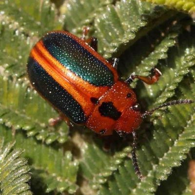 Calomela curtisi (Acacia leaf beetle) at O'Connor, ACT - 4 Sep 2024 by ConBoekel