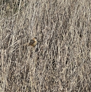 Cisticola exilis at Throsby, ACT - 3 Sep 2024 02:46 PM