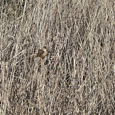 Cisticola exilis (Golden-headed Cisticola) at Throsby, ACT - 3 Sep 2024 by RangerRiley