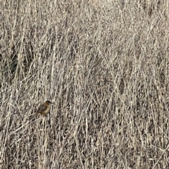 Cisticola exilis at Throsby, ACT - 3 Sep 2024 02:46 PM