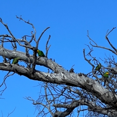 Polytelis swainsonii (Superb Parrot) at Throsby, ACT - 5 Sep 2024 by RangerRiley