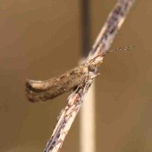 Plutella (genus) at O'Connor, ACT - 4 Sep 2024