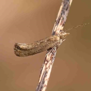 Plutella (genus) at O'Connor, ACT - 4 Sep 2024