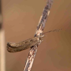 Plutella (genus) at O'Connor, ACT - 4 Sep 2024