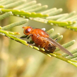 Rhagadolyra magnicornis at O'Connor, ACT - 4 Sep 2024