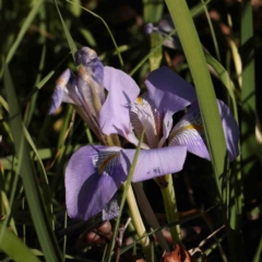 Iris unguicularis (Algerian Winter Iris) at O'Connor, ACT - 4 Sep 2024 by ConBoekel