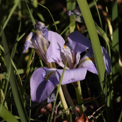 Iris unguicularis (Algerian Winter Iris) at O'Connor, ACT - 4 Sep 2024 by ConBoekel