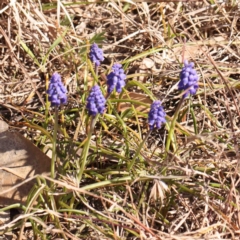 Muscari armeniacum (Grape Hyacinth) at O'Connor, ACT - 4 Sep 2024 by ConBoekel