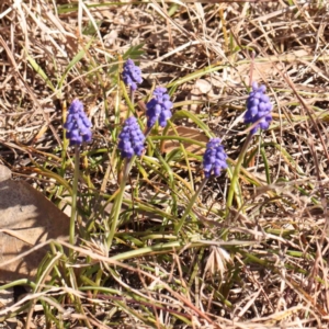 Muscari armeniacum at O'Connor, ACT - 4 Sep 2024 11:28 AM