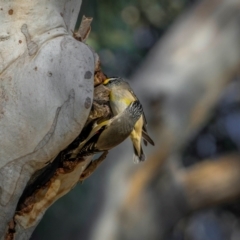 Pardalotus striatus at Hackett, ACT - 4 Sep 2024 04:22 PM