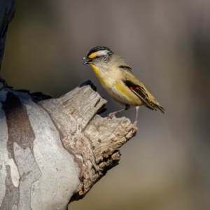 Pardalotus striatus at Hackett, ACT - 4 Sep 2024 04:22 PM