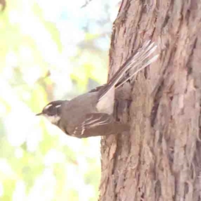 Rhipidura albiscapa (Grey Fantail) at O'Connor, ACT - 4 Sep 2024 by ConBoekel