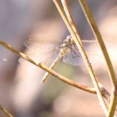 Hemicordulia tau (Tau Emerald) at O'Connor, ACT - 4 Sep 2024 by ConBoekel