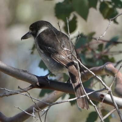 Cracticus torquatus (Grey Butcherbird) at Hall, ACT - 29 Aug 2024 by Anna123