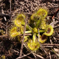 Drosera (genus) (A Sundew) at O'Connor, ACT - 4 Sep 2024 by ConBoekel