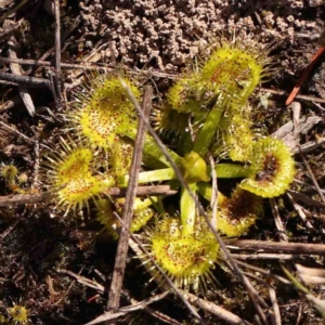 Drosera sp. at O'Connor, ACT - 4 Sep 2024