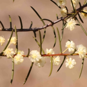 Acacia genistifolia at O'Connor, ACT - 4 Sep 2024