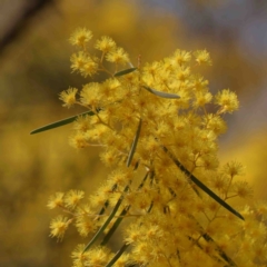 Acacia boormanii (Snowy River Wattle) at O'Connor, ACT - 4 Sep 2024 by ConBoekel