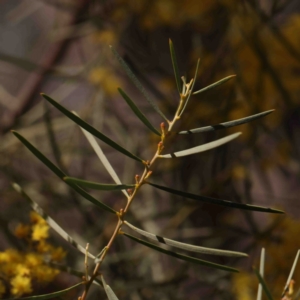 Acacia boormanii at O'Connor, ACT - 4 Sep 2024 12:27 PM