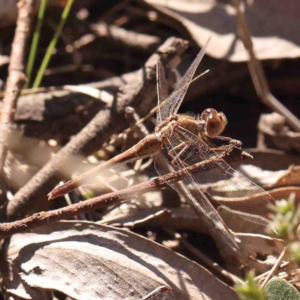 Diplacodes bipunctata at O'Connor, ACT - 4 Sep 2024