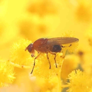 Rhagadolyra magnicornis at O'Connor, ACT - 4 Sep 2024