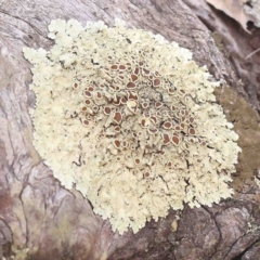 Flavoparmelia sp. (Flavoparmelia Lichen) at O'Connor, ACT - 4 Sep 2024 by ConBoekel