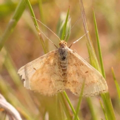 Scopula rubraria (Reddish Wave, Plantain Moth) at O'Connor, ACT - 4 Sep 2024 by ConBoekel