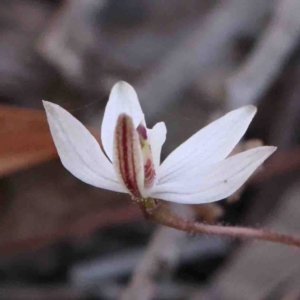 Caladenia fuscata at O'Connor, ACT - suppressed