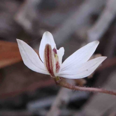 Caladenia fuscata (Dusky Fingers) at O'Connor, ACT - 4 Sep 2024 by ConBoekel