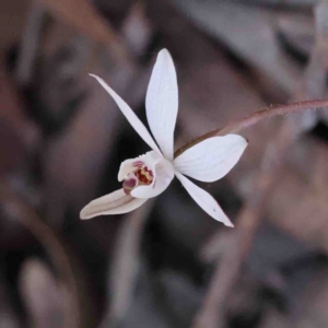 Caladenia fuscata at O'Connor, ACT - suppressed