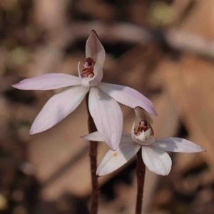 Caladenia fuscata at O'Connor, ACT - 4 Sep 2024