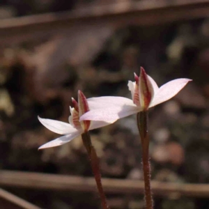 Caladenia fuscata at O'Connor, ACT - 4 Sep 2024