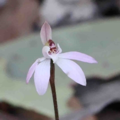 Caladenia fuscata (Dusky Fingers) at O'Connor, ACT - 4 Sep 2024 by ConBoekel