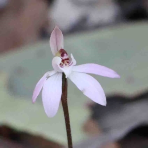 Caladenia fuscata at O'Connor, ACT - suppressed