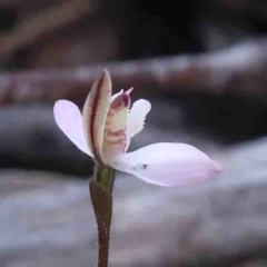 Caladenia fuscata at O'Connor, ACT - suppressed